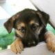 German Shepherd Puppies for sale in Kennewick, WA, USA. price: NA
