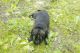 German Shepherd Puppies for sale in Montague, MI 49437, USA. price: NA