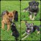 German Shepherd Puppies for sale in 3572 MO-123, Humansville, MO 65674, USA. price: NA