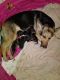 German Shepherd Puppies for sale in Darlington, SC 29532, USA. price: $800