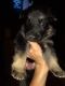 German Shepherd Puppies for sale in Cadillac, MI 49601, USA. price: NA