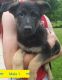 German Shepherd Puppies for sale in Newark, OH, USA. price: NA