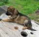 German Shepherd Puppies for sale in Lehigh Acres, FL, USA. price: NA