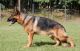 German Shepherd Puppies for sale in Raeford, NC 28376, USA. price: $2,450