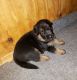 German Shepherd Puppies for sale in Cleburne, TX 76031, USA. price: NA