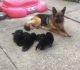 German Shepherd Puppies for sale in Parma, OH, USA. price: NA