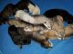 German Shepherd Puppies for sale in Russellville, KY 42276, USA. price: $900