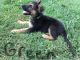 German Shepherd Puppies for sale in Russell Springs, KY 42642, USA. price: NA