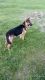 German Shepherd Puppies for sale in Patton, MO 63662, USA. price: $650