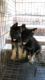 German Shepherd Puppies for sale in St Matthews, SC 29135, USA. price: NA