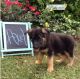 German Shepherd Puppies for sale in 700 W 5th St, San Pedro, CA 90731, USA. price: NA