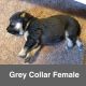 German Shepherd Puppies for sale in Hot Springs, AR, USA. price: NA