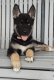 German Shepherd Puppies for sale in Alabaster, AL, USA. price: NA