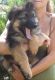 German Shepherd Puppies for sale in Ironton, MO 63650, USA. price: NA