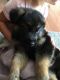 German Shepherd Puppies for sale in Fort Lee, VA 23801, USA. price: $750
