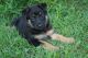 German Shepherd Puppies for sale in La Place, IL, USA. price: NA