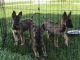German Shepherd Puppies for sale in St Cloud, FL, USA. price: $700