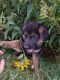 German Shepherd Puppies for sale in Harrisonburg, VA, USA. price: $850