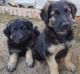 German Shepherd Puppies for sale in Pavoorchatram, Tamil Nadu 627808, India. price: 4000 INR