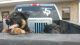 German Shepherd Puppies for sale in Keene, TX, USA. price: $800