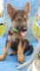 German Shepherd Puppies for sale in 3572 MO-123, Humansville, MO 65674, USA. price: NA