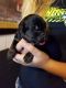 German Shepherd Puppies for sale in Wild Rose, WI 54984, USA. price: NA