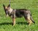 German Shepherd Puppies for sale in Newton Grove, NC 28366, USA. price: $500