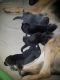 German Shepherd Puppies for sale in Panama City, FL, USA. price: NA