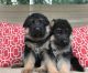 German Shepherd Puppies for sale in SC-9, Chester, SC, USA. price: NA