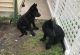 German Shepherd Puppies for sale in Staples, MN 56479, USA. price: $900