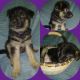 German Shepherd Puppies for sale in Lakeland, FL 33805, USA. price: $800