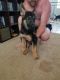 German Shepherd Puppies for sale in Prescott Valley, AZ, USA. price: $500