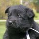 German Shepherd Puppies for sale in Kittery, ME, USA. price: $1,500