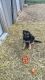 German Shepherd Puppies for sale in Mt Pleasant, IA 52641, USA. price: NA