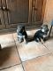 German Shepherd Puppies for sale in Prospect, OR 97536, USA. price: NA