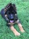 German Shepherd Puppies for sale in Russell Springs, KY 42642, USA. price: NA