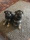 German Shepherd Puppies for sale in Toronto, OH 43964, USA. price: NA