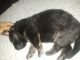 German Shepherd Puppies for sale in Colonial Heights, VA 23834, USA. price: $1,300