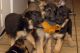 German Shepherd Puppies for sale in South Jordan, UT, USA. price: $550