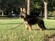 German Shepherd Puppies for sale in Maitland, FL 32751, USA. price: NA