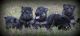 German Shepherd Puppies for sale in Blackstone, VA 23824, USA. price: $800
