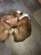 German Shepherd Puppies for sale in Blacksburg, VA, USA. price: $200