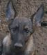 German Shepherd Puppies for sale in Breezewood, PA, USA. price: NA