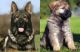 German Shepherd Puppies for sale in Akron, OH, USA. price: $2,500