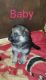 German Shepherd Puppies for sale in Piqua, OH 45356, USA. price: NA