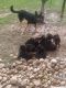 German Shepherd Puppies for sale in Beach City, OH 44608, USA. price: NA