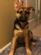 German Shepherd Puppies for sale in Terre Haute, IN, USA. price: NA