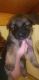 German Shepherd Puppies for sale in Graytown, OH 43432, USA. price: NA