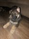 German Shepherd Puppies for sale in Snow Hill, NC 28580, USA. price: NA