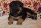 German Shepherd Puppies for sale in Hartford, CT 06106, USA. price: $500